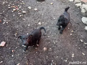 Căței de întors oile