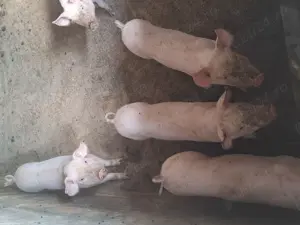 Vând purcei 9 saptamani - imagine 3