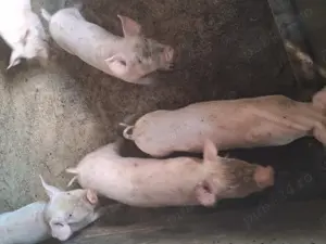 Vând purcei 9 saptamani - imagine 4