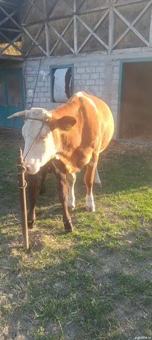 Vaca de vânzare cu vital 