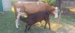 Vaca de vânzare cu vital  - imagine 3 Vaca de vânzare cu vital  - imagine 3