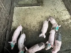 Vand Porci Pietrain  - imagine 3