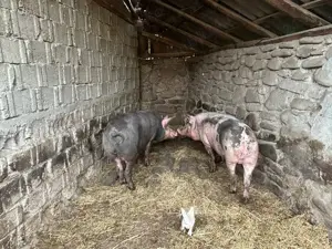 Vand Porci Pietrain  - imagine 2