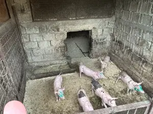 Vand Porci Pietrain  - imagine 4