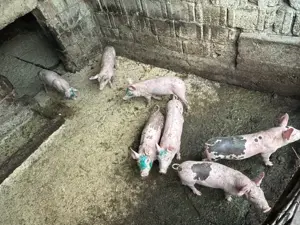 Vand Porci Pietrain  - imagine 5