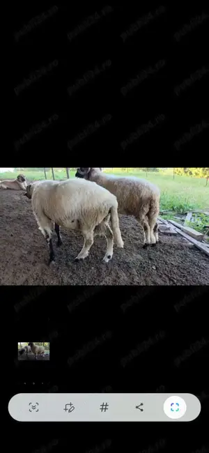 Vand berbeci bucalai, miori - imagine 3