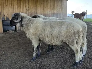 Vand berbeci bucalai, miori - imagine 2