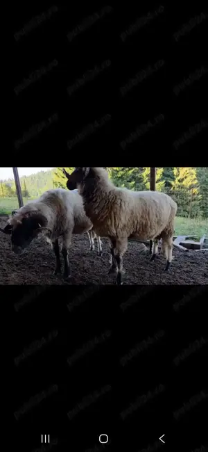 Vand berbeci bucalai, miori - imagine 5