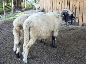 Vand berbeci bucalai, miori