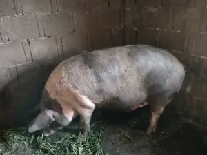 Porc gras de vânzare!