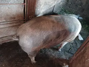 Porc gras de vânzare! - imagine 3