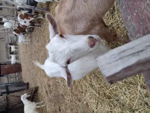 Vând capre cu lapte și iezi 