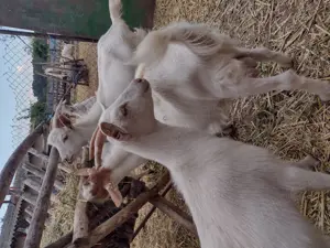 Vând capre cu lapte și iezi  - imagine 3