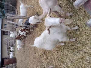 Vând capre cu lapte și iezi  - imagine 2