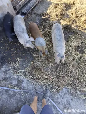 șoldani din februarie