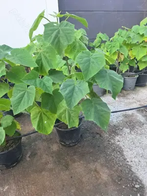 Copacii  poulonwnia la ghiveci între 1 m și 2 m