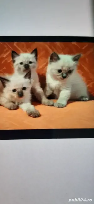pisica birmaneza pui mici cu ochii albastri