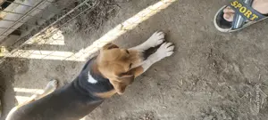 Cățel beagle tricolor  - imagine 3