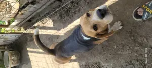 Cățel beagle tricolor