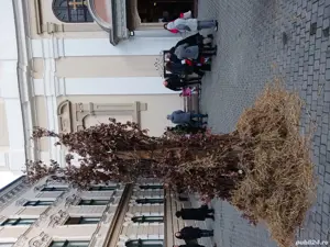 Vând casă în Bazoșu Nou - imagine 10