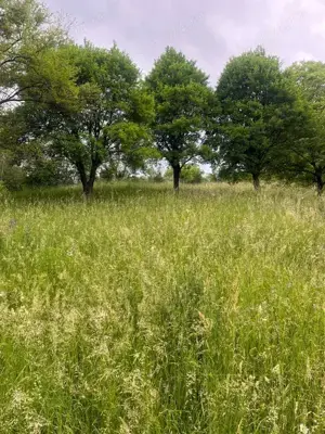 Teren intravilan 7426 mp de vanzare in Valea Doftanei utilitati la limita proprietatii    - imagine 3