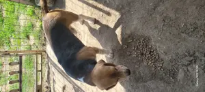 Cățel beagle tricolor  - imagine 2