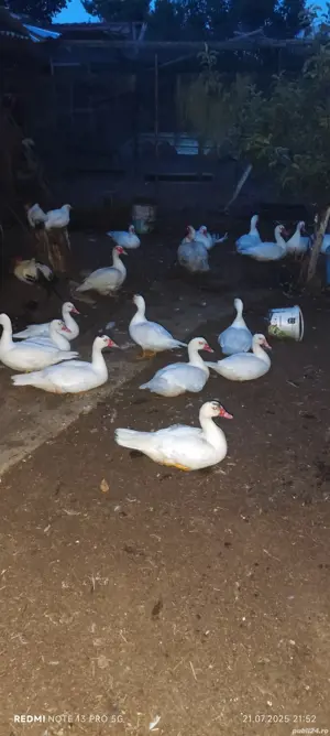 rate mute. - imagine 2