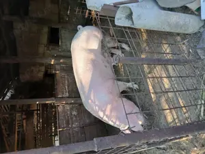 Vând porc  - imagine 3 Vând porc  - imagine 3