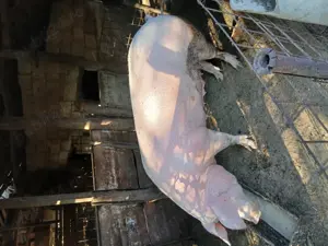 Vând porc  - imagine 2 Vând porc  - imagine 2