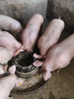 Vând purcei și porci mari 