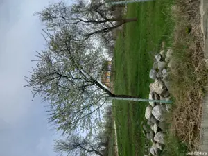 Teren intravilan de vanzare capțanenii-pamantenii - imagine 5