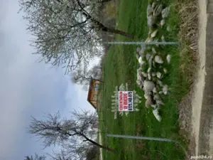 Teren intravilan de vanzare capțanenii-pamantenii - imagine 3