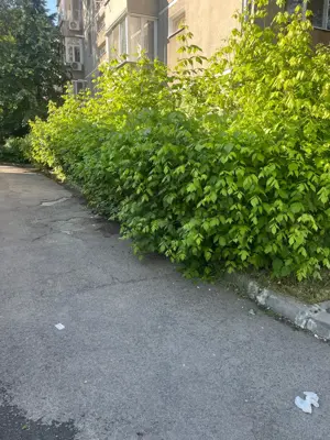 Toaletare spații verzi și grădini (firmă)