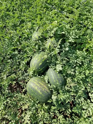 Lubeniță Pepene verde calitate I angro en-gross, producator local zona Periam - Lovrin - Gottlob