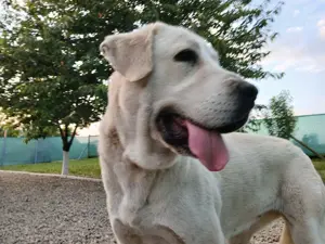 Pensiune pentru câini  - imagine 2