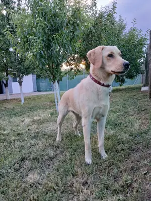 Pensiune pentru câini  - imagine 3