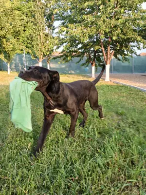 Pensiune pentru câini  - imagine 5