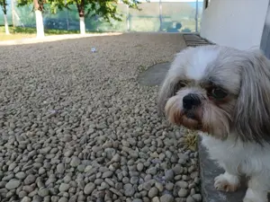 Pensiune pentru câini  - imagine 4