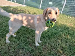 Pensiune pentru câini 