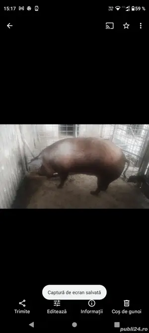 porc duroc  - imagine 3 porc duroc  - imagine 3