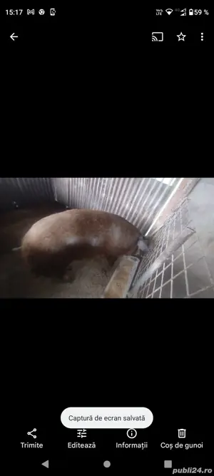 porc duroc  - imagine 2 porc duroc  - imagine 2