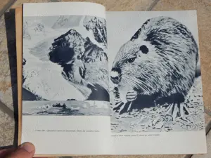 Tara invaluita in parfumul rasinilor Arkady Fiedler Stiintifica 1964 - imagine 5