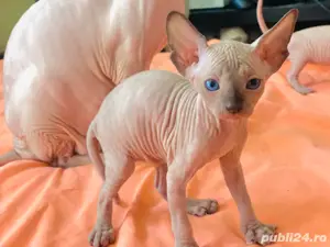 Pisicute Sphynx Sfinx