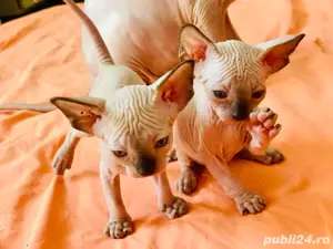 Pisicute Sphynx Sfinx - imagine 2