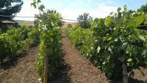 Casa de vânzare în Podu Turcului  - imagine 7