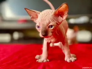 Pisicute Sfinx Sphynx - imagine 3