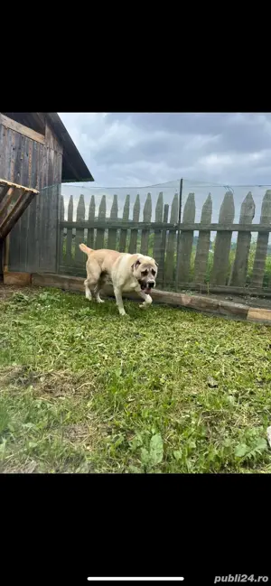 Asia centrala  - imagine 2