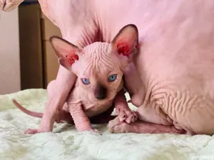 Sphynx Sfinx -Motanei si pisicute - imagine 2