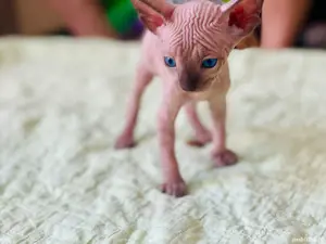 Sphynx Sfinx -Motanei si pisicute - imagine 3