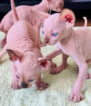 Sphynx Sfinx -Motanei si pisicute - imagine 5